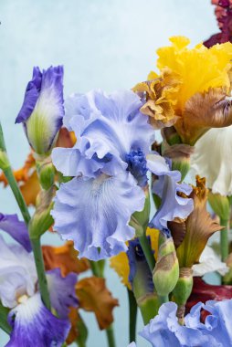 Bir demet renkli süsen kuşu