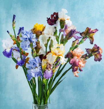 Bir demet renkli süsen kuşu