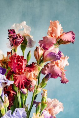 Bir demet taze süsen çiçeği.