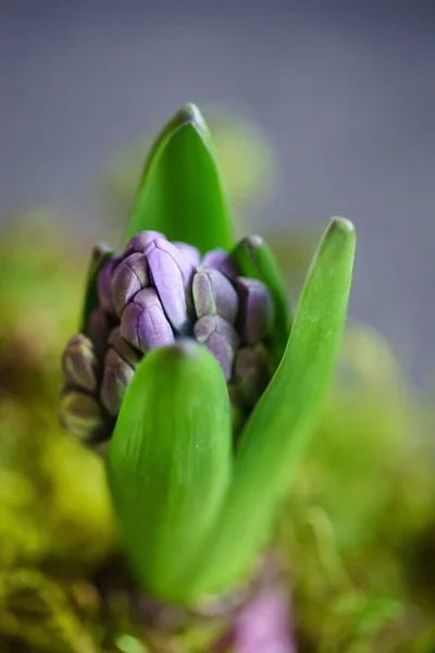 Young Multicolored Hyacinth Moss — Stock Photo, Image