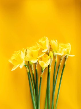 Sarı arka planda sarı narsisli