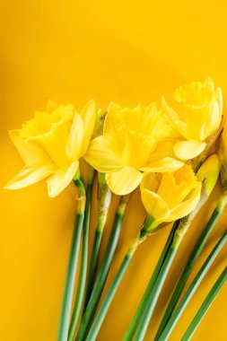 Sarı arka planda sarı narsisli