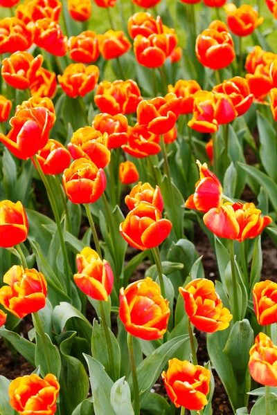 Jardin Printemps Avec Belles Tulipes — Photo