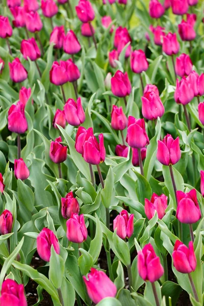 Jardín Primavera Con Bonitos Tulipanes — Foto de Stock