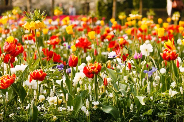 Spring Garden Nice Tulips — Stock Photo, Image