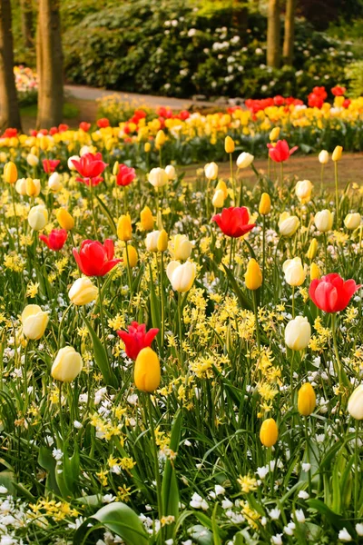 Giardino Primaverile Con Bei Tulipani — Foto Stock