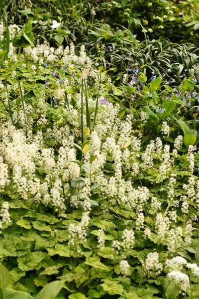 Vår Trädgård Med Fina Blommor — Stockfoto