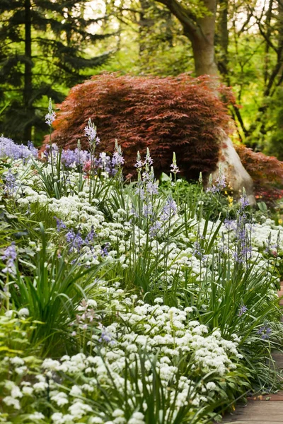 Vår Trädgård Med Fina Blommor — Stockfoto