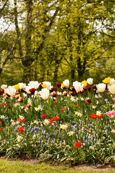 Jarní Zahrada Krásnými Květy — Stock fotografie