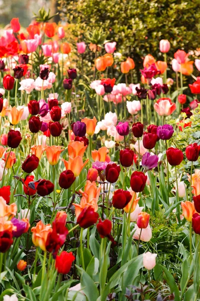 Spring Garden Nice Flowers — Stock Photo, Image