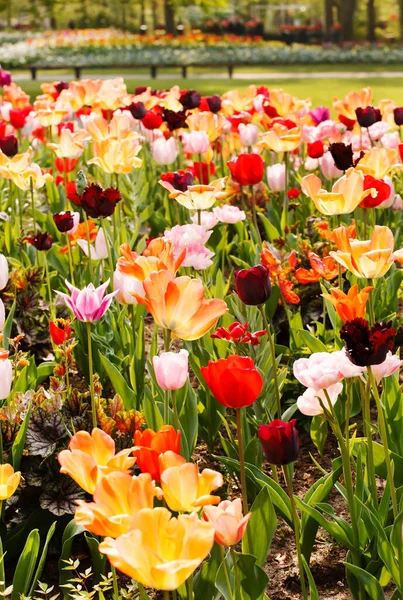 Spring Garden Nice Flowers — Stock Photo, Image