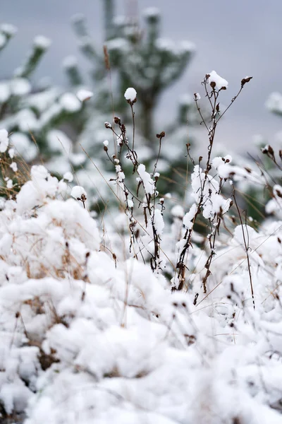 Nieve Campo Invierno — Foto de Stock