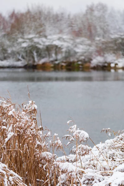 Paysage Hivernal Avec Arbres Enneigés — Photo