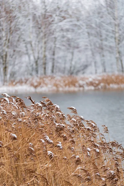 Winter Landscape Snow Covered Trees — Stock Photo, Image