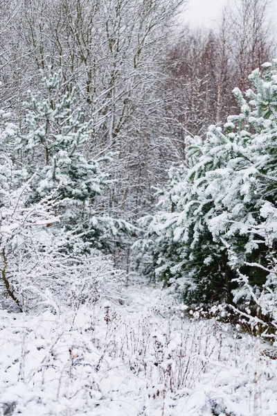 Arbres Couverts Neige Dans Parc Par Une Journée Ensoleillée Nature — Photo