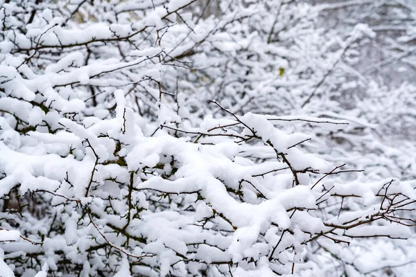 公園内の雪に覆われた木々は — ストック写真