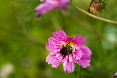 Bahçede kozmos, makro