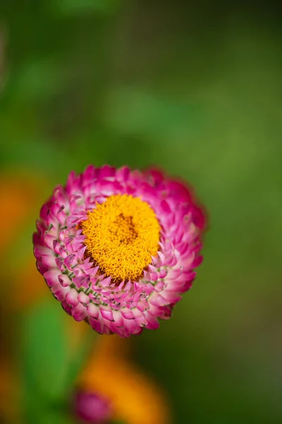 Nice Flowers Garden — Stock Photo, Image