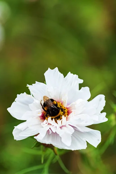 Cosmos Jardín Macro —  Fotos de Stock