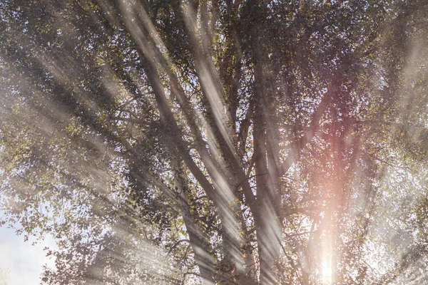 Morning Park Fog Summer Season — Stock Photo, Image