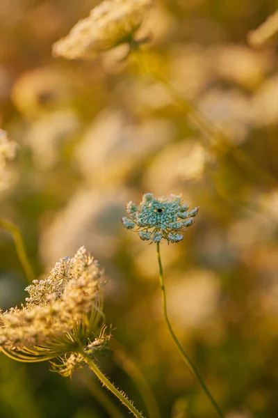 Prairie Été Avec Des Fleurs Blanches — Photo