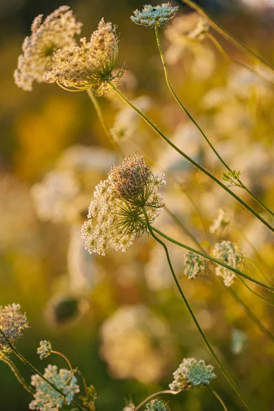 Prato Estivo Con Fiori Bianchi — Foto Stock