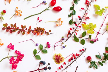 Sonbahar bitkileri beyaz sırtüstü