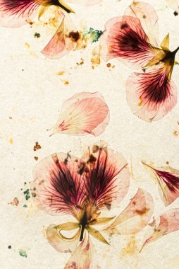 Eski kağıt ve kurumuş çiçekler.