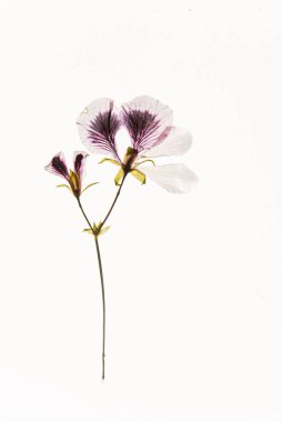 Beyaz arka planda kurumuş çiçekler