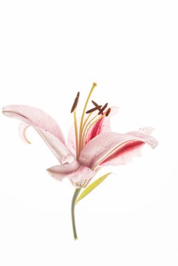 Beyaz arkaplanda çiçek