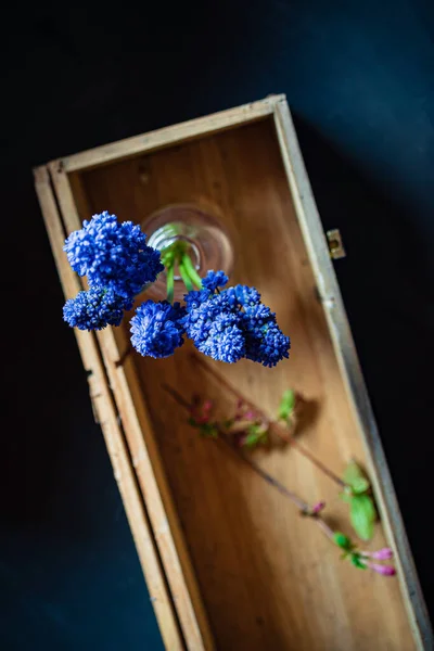 Blauwe Muscari Vaas — Stockfoto