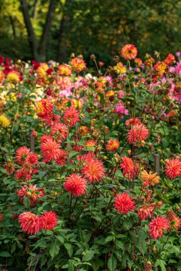 Sonbahar bahçesinde yıldız çiçekleri