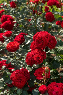 Sonbahar bahçesinde güller
