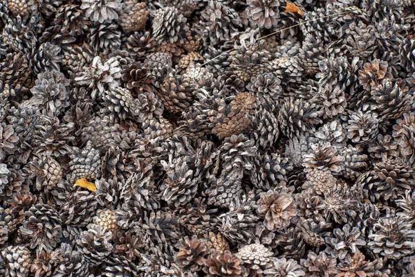 Zapfen Garten Bio Mulch — Stockfoto