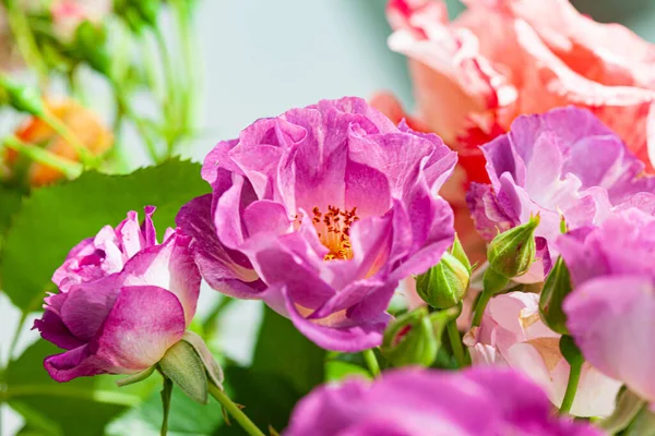 Mawar Berwarna Warni Dalam Vas — Stok Foto