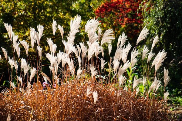 Trawa Ozdobna Miscanthus Sinensis Srebrne Pióra — Zdjęcie stockowe