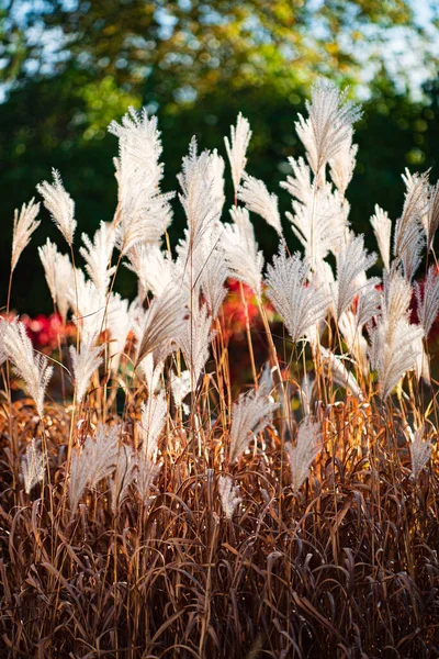 Trawa Ozdobna Miscanthus Sinensis Srebrne Pióra — Zdjęcie stockowe