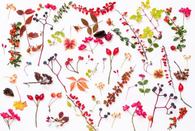 Sonbahar bitkileri beyaz sırtüstü