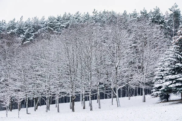 Nice Winter Park — Stock Photo, Image