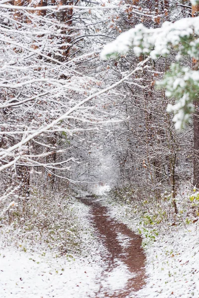 Trevlig Vinter Parken — Stockfoto