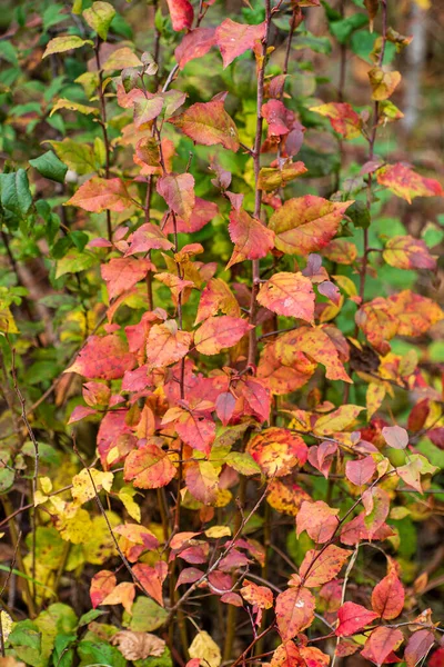 Güzel Bitkilerle Dolu Sonbahar Manzarası — Stok fotoğraf