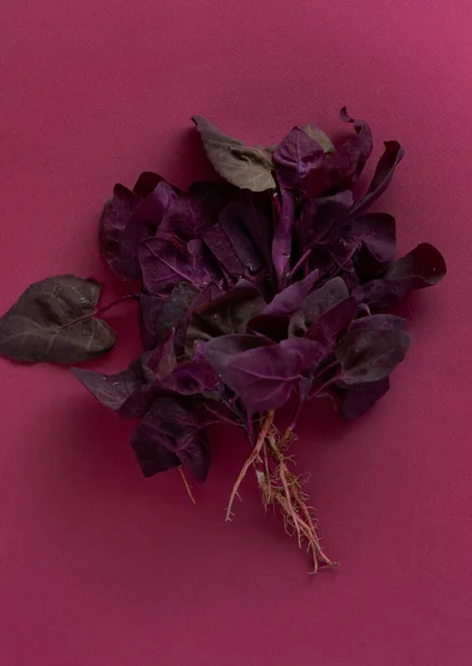 Orach Púrpura Fresca Cerca — Foto de Stock