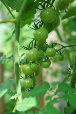 Bahçedeki genç sebzeler