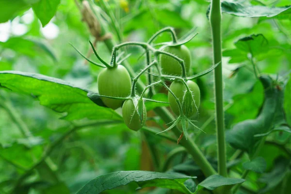 花园里的青菜 — 图库照片