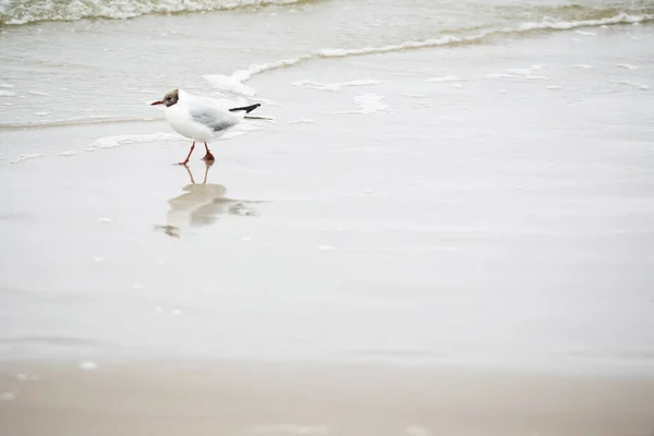 Gaviotas Playa — Foto de Stock