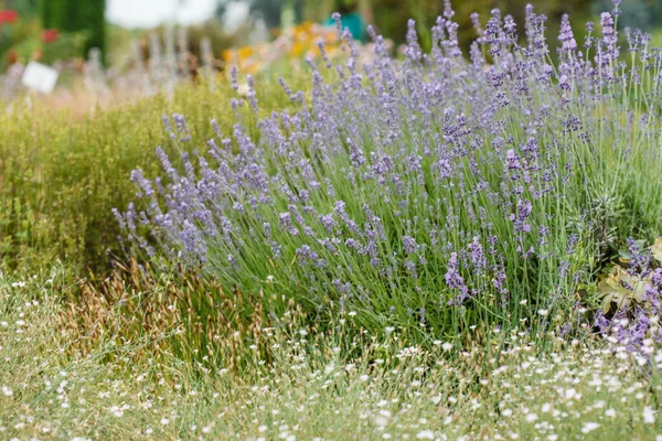 Bei Fiori Giardino — Foto Stock