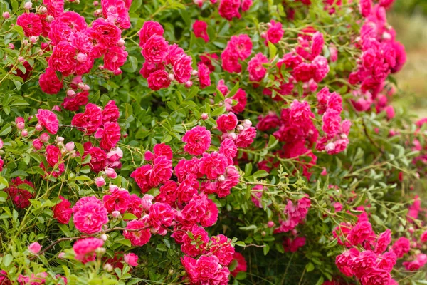 花园里的玫瑰花 — 图库照片