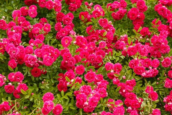 Rosblommor Trädgården — Stockfoto