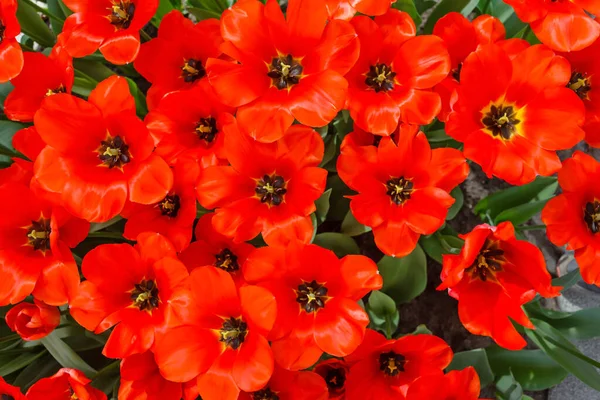 Tulpen Het Voorjaarsveld Macro — Stockfoto