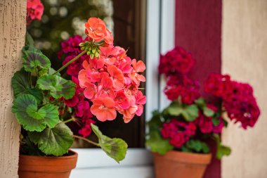 Demlikteki pelargonyum çiçekleri